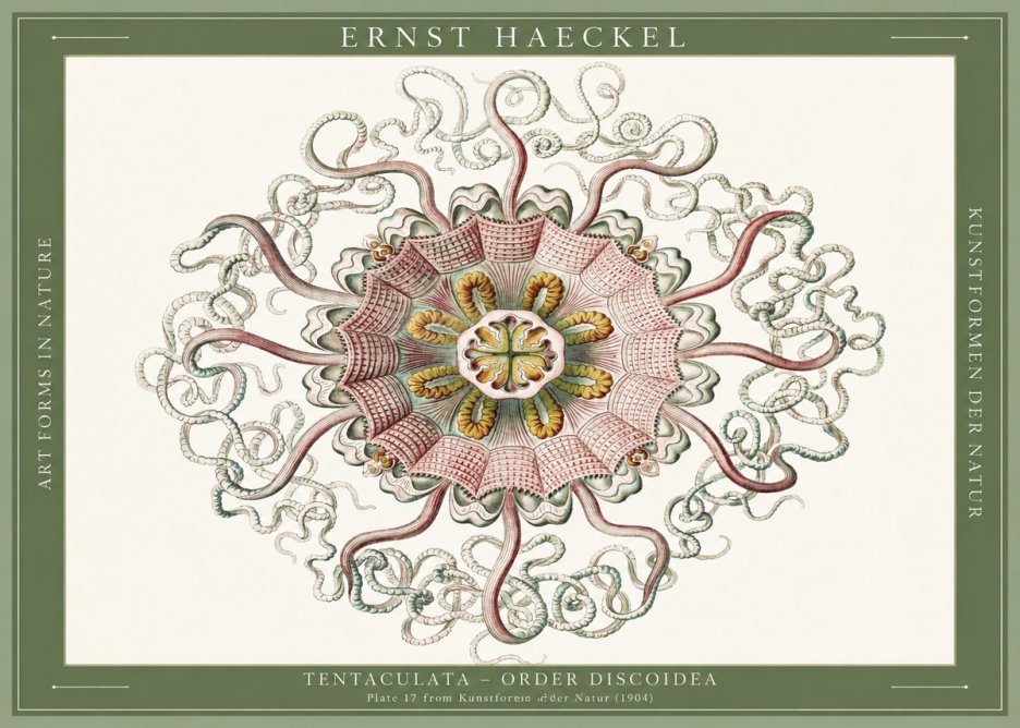 Ernst Haeckel Discomedusae – Actiniae No6 - Poster