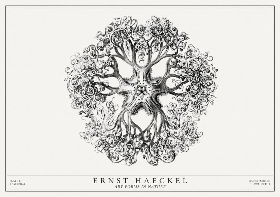 Ernst Haeckel Tree-like Organism No3 - Poster