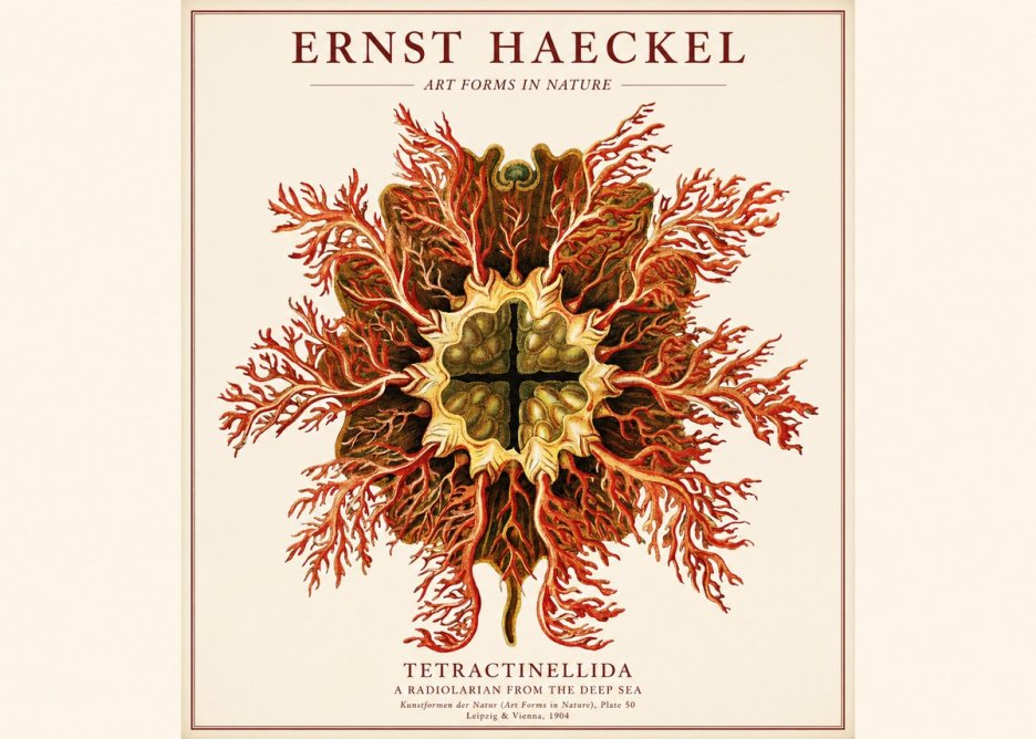 Ernst Haeckel Tetractinellida a Radiolarian from the Deep Sea No1 - Poster