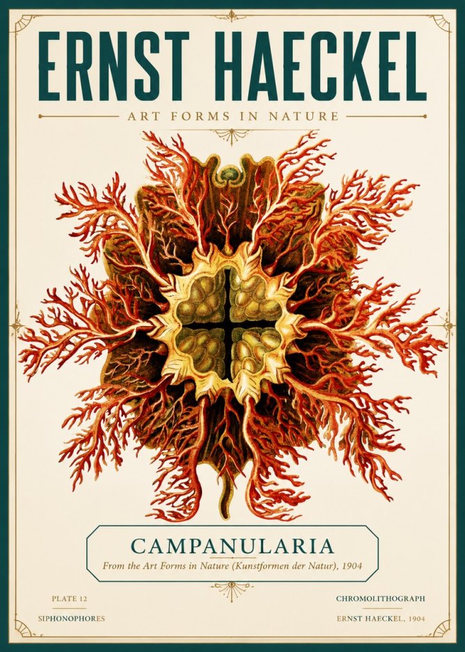 Ernst Haeckel Tetractinellida a Radiolarian from the Deep Sea No6 - Poster