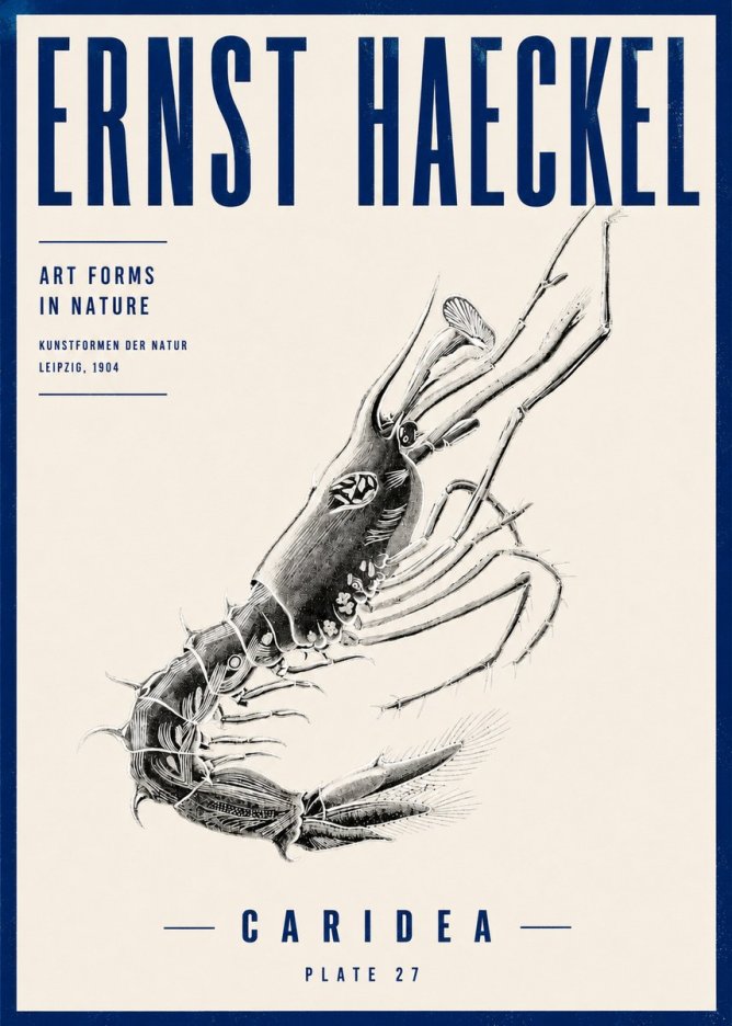 Ernst Haeckel Caridea Plate 27 No4 - Poster