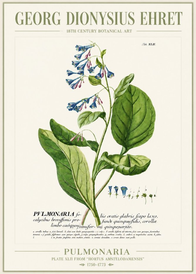 Georg Dionysius Ehret Pulmonaria No4 - Poster