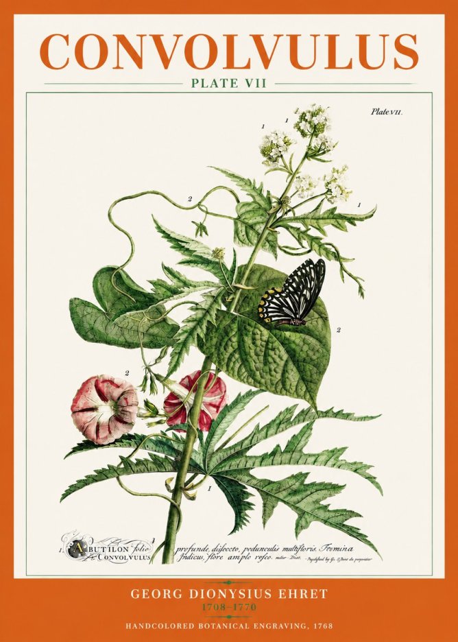 Georg Dionysius Ehret Convolvulus - Plate Vii No3 - Poster