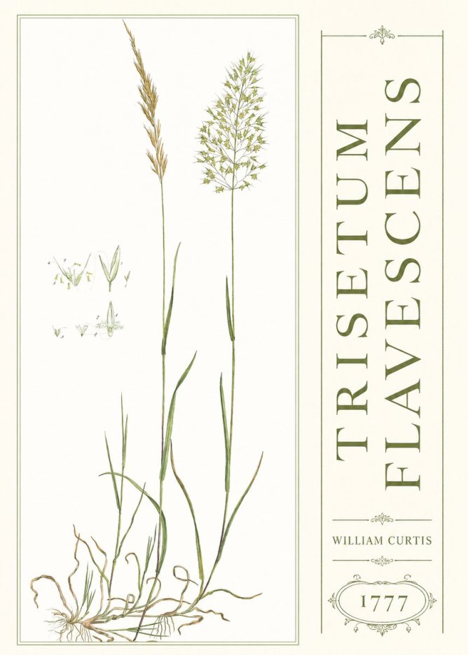William Curtis Trisetum Flavescens I No3 - Poster