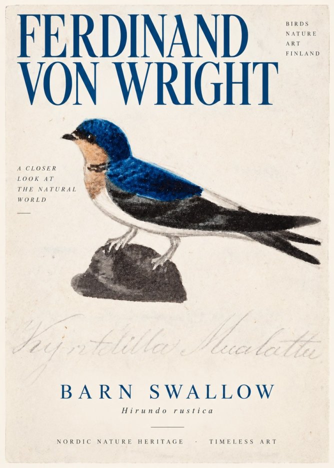 Ferdinand von Wright Swallow (Hirundo Rustica) No3 - Poster