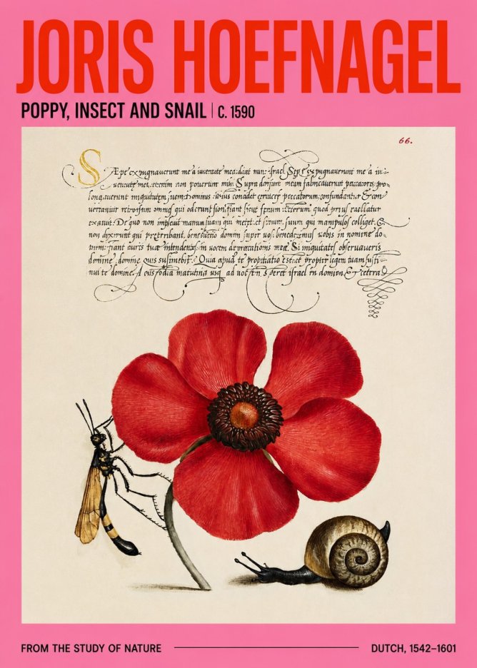 Joris Hoefnagel Poppy, Wasp & Snail No4 - Poster