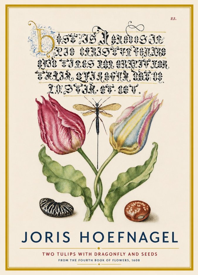 Joris Hoefnagel Two Tulips with Dragonfly and Seeds No4 - Poster