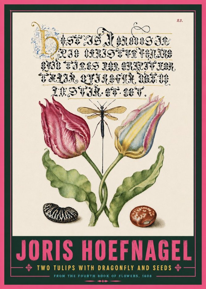Joris Hoefnagel Two Tulips with Dragonfly and Seeds No5 - Poster