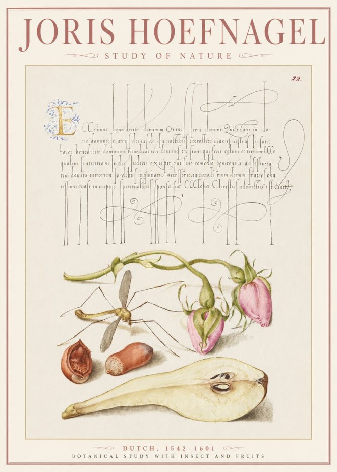 Joris Hoefnagel Studies of Plants, Insects and Fruits No3 - Poster