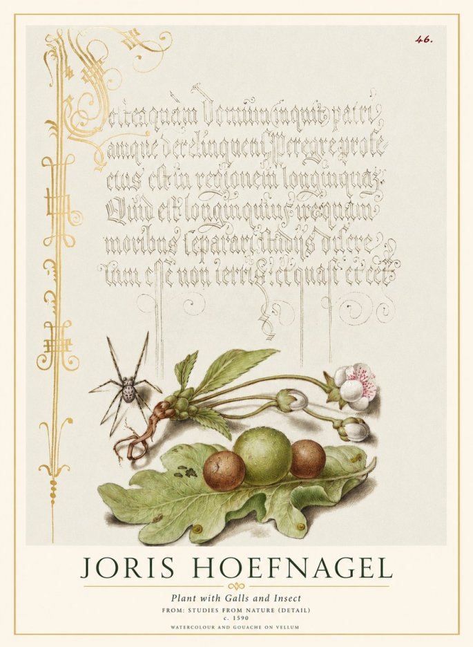 Joris Hoefnagel Plant with Galls and Insect No1 - Poster