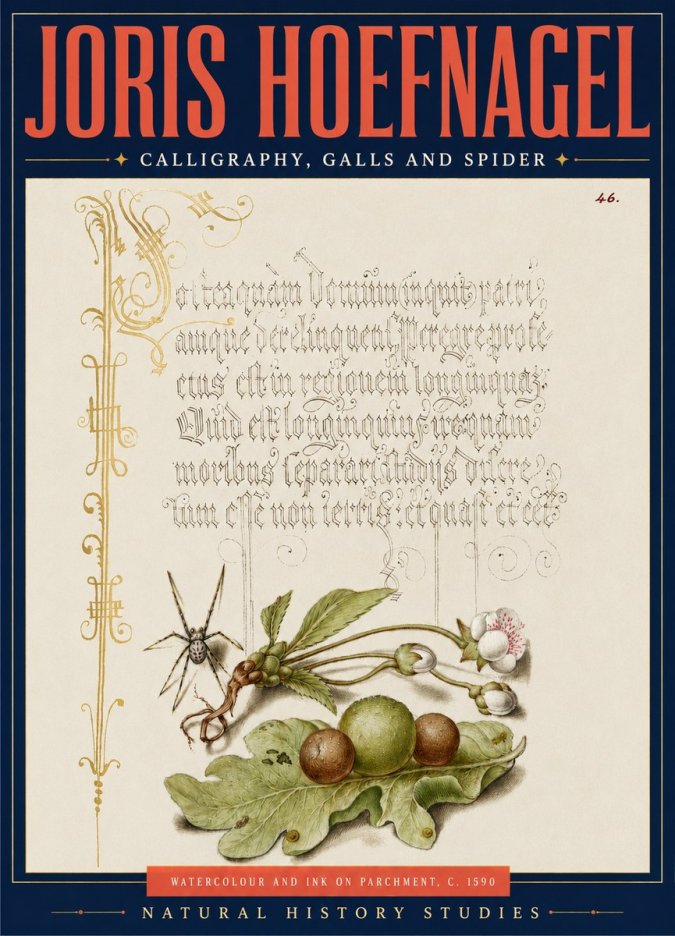 Joris Hoefnagel Plant with Galls and Insect No5 - Poster