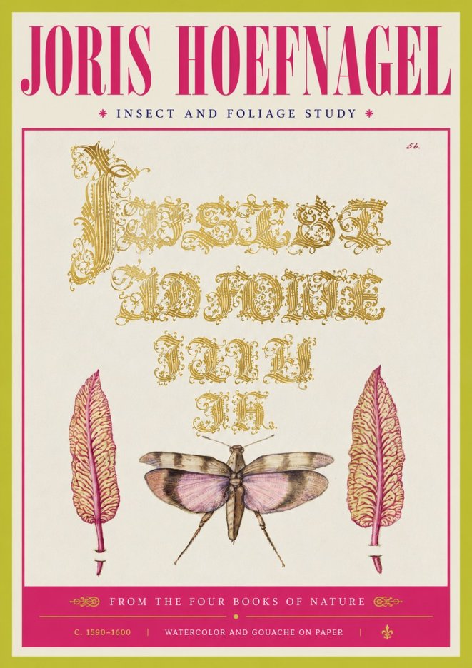 Joris Hoefnagel Insect and Foliage Study No4 - Poster