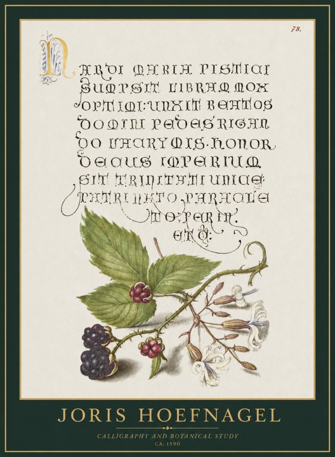 Joris Hoefnagel Calligraphy and Botanical Study II No1 - Poster