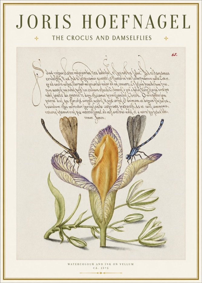 Joris Hoefnagel The Crocus and Damselflies No1 - Poster
