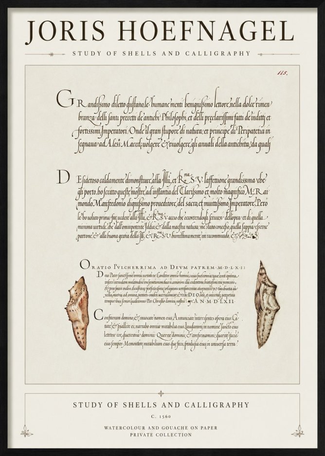 Joris Hoefnagel Study of Shells and Calligraphy No1 - Poster