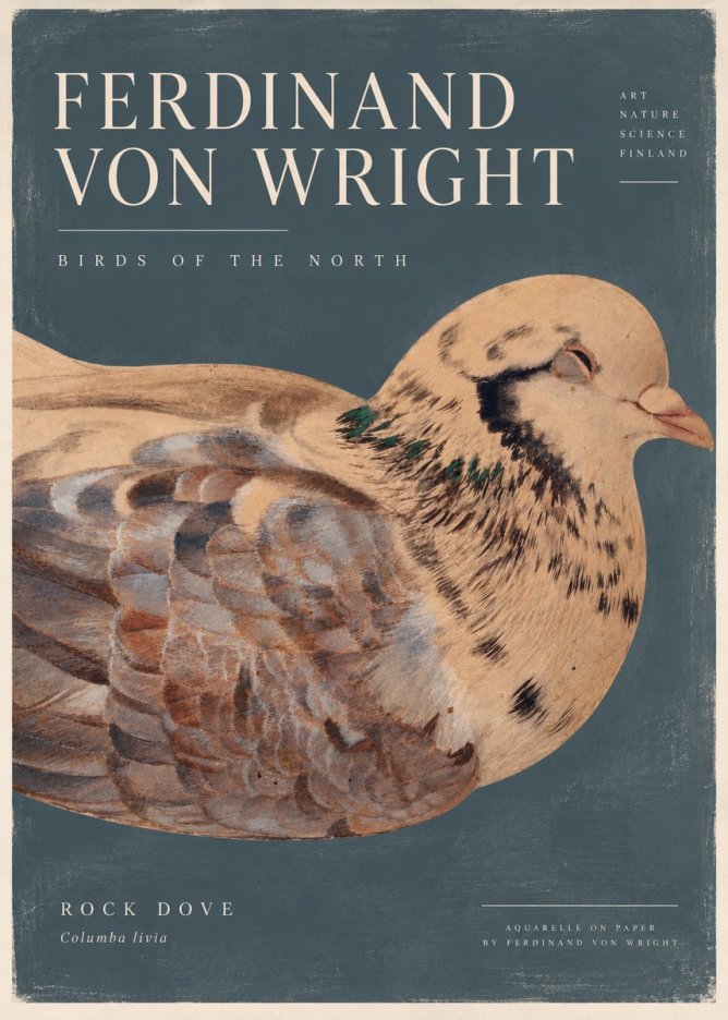 Ferdinand von Wright Turtle Dove Study No5 - Poster
