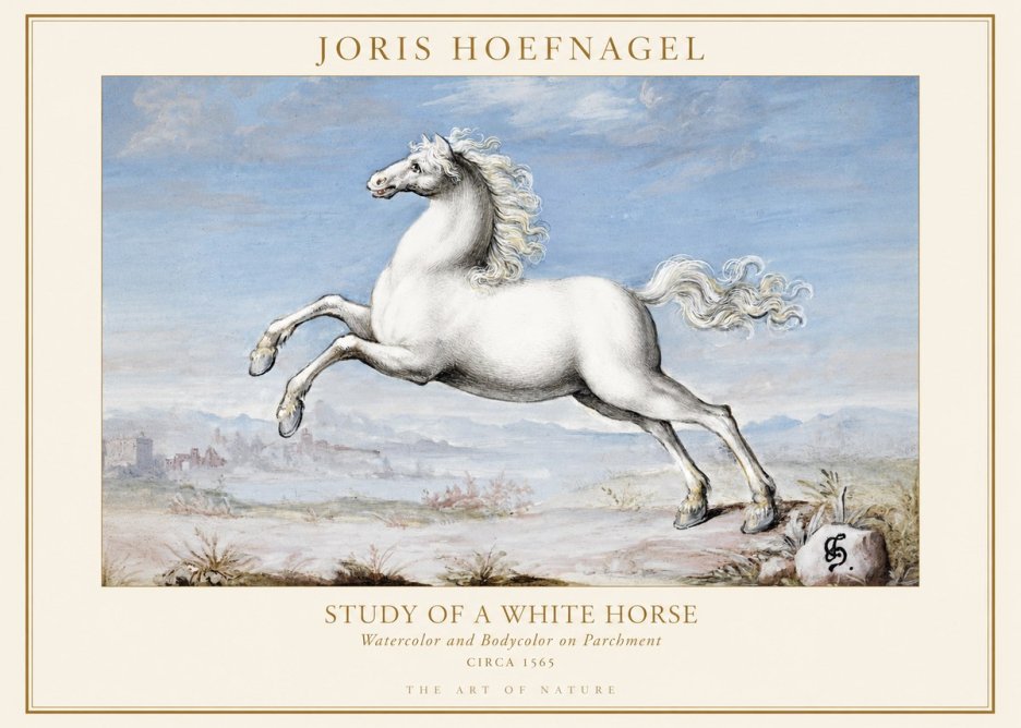 Joris Hoefnagel Study of a White Horse No1 - Poster