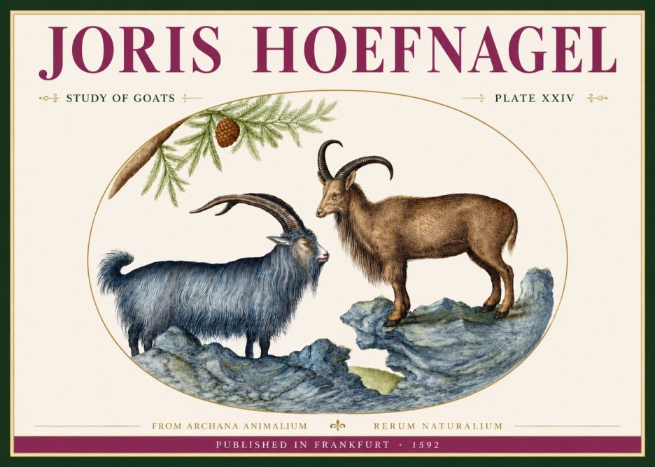 Joris Hoefnagel Two Mountain Goats from the Series Quadrupeds No4 - Poster
