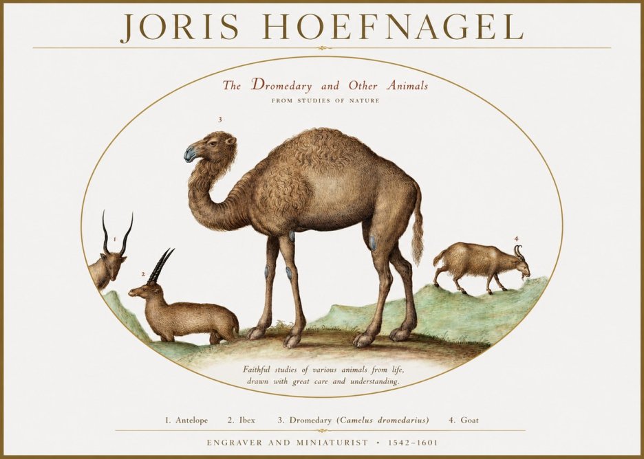 Joris Hoefnagel The Dromedary and Other Animals from Studies of Nature No1 - Poster