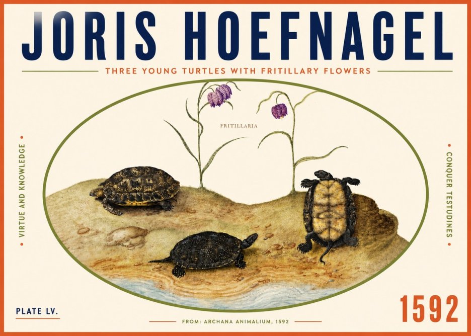 Joris Hoefnagel Three Young Turtles with Fritillary Flowers No4 - Poster