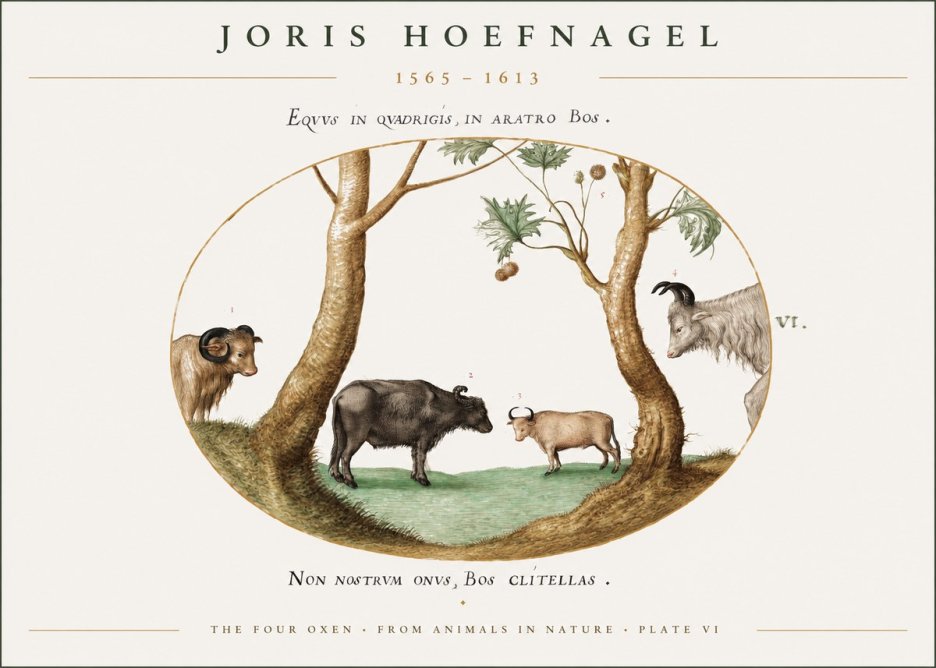 Joris Hoefnagel The Four Oxen No1 - Poster