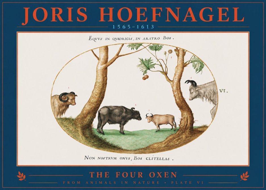 Joris Hoefnagel The Four Oxen No2 - Poster