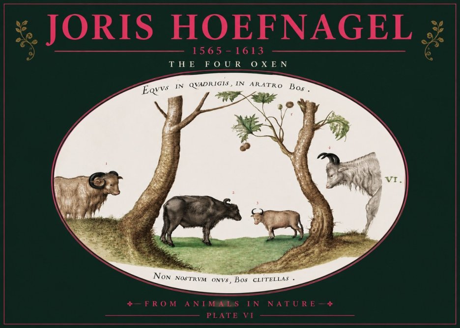 Joris Hoefnagel The Four Oxen No4 - Poster