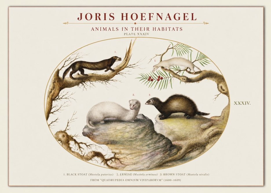 Joris Hoefnagel Animals in Their Habitats Plate Xxxiv No1 - Poster