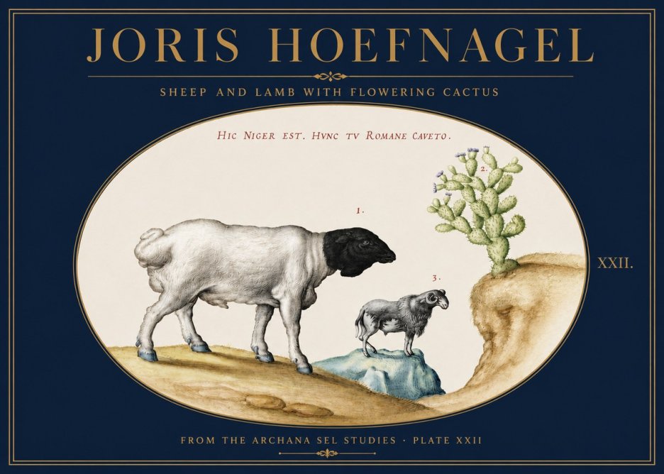 Joris Hoefnagel Sheep and Lamb with Flowering Cactus No3 - Poster