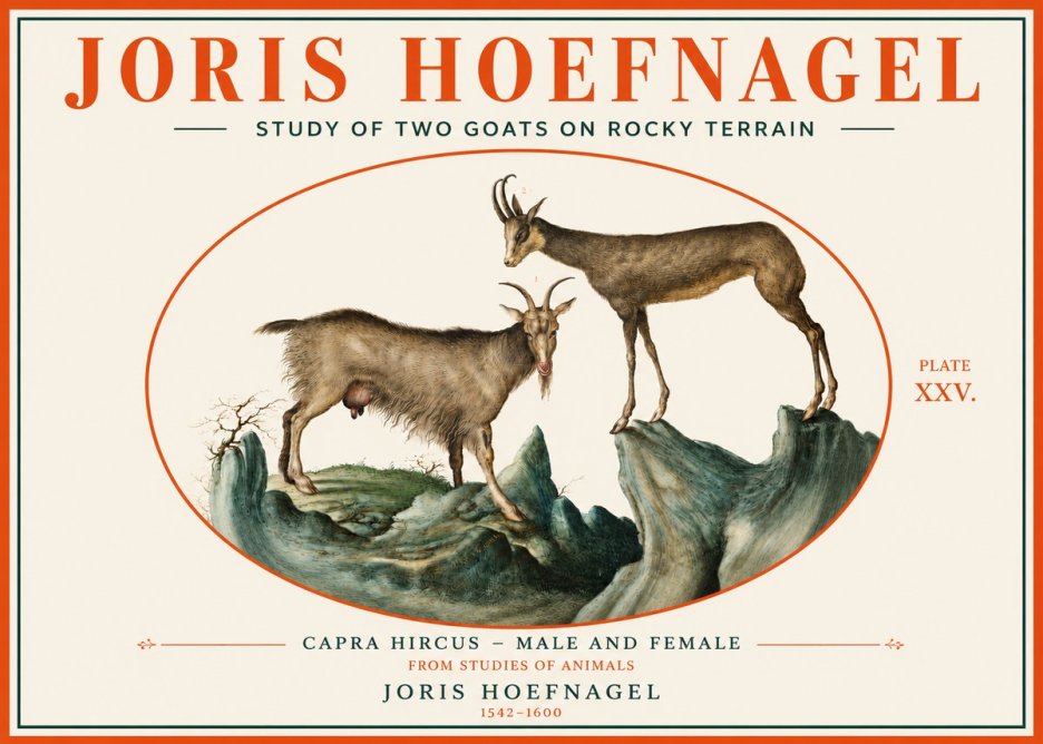 Joris Hoefnagel Study of Two Goats on Rocky Terrain No3 - Poster