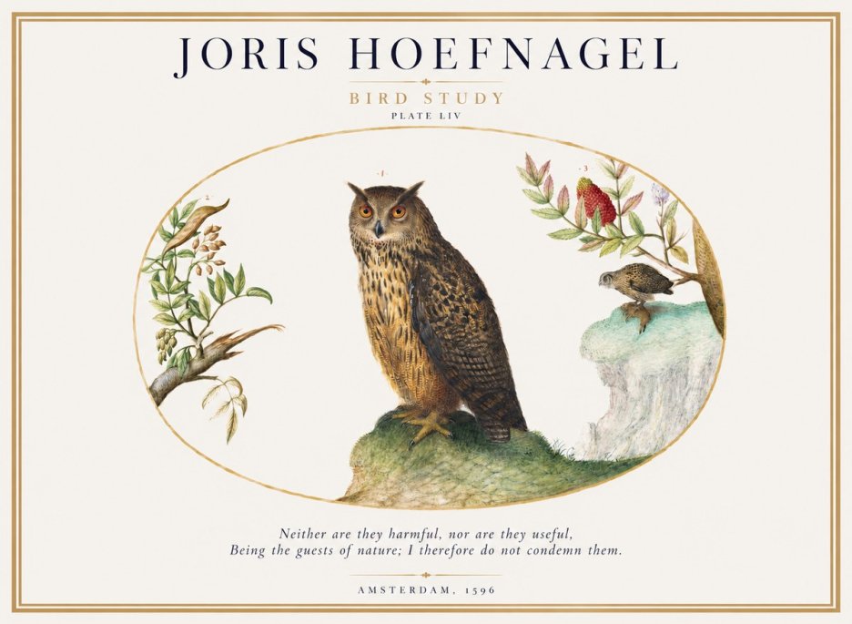 Joris Hoefnagel Bird Study Plate Liv No1 - Poster