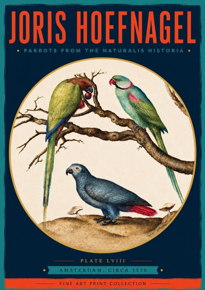 Joris Hoefnagel Parrots from the Naturalis Historia No3 - Poster