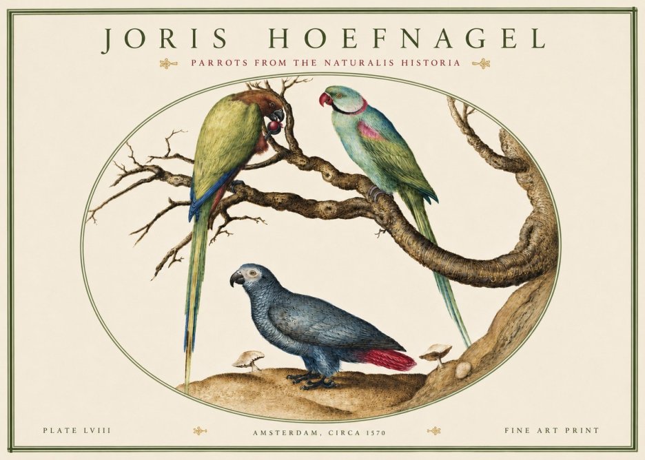 Joris Hoefnagel Parrots from the Naturalis Historia No4 - Poster