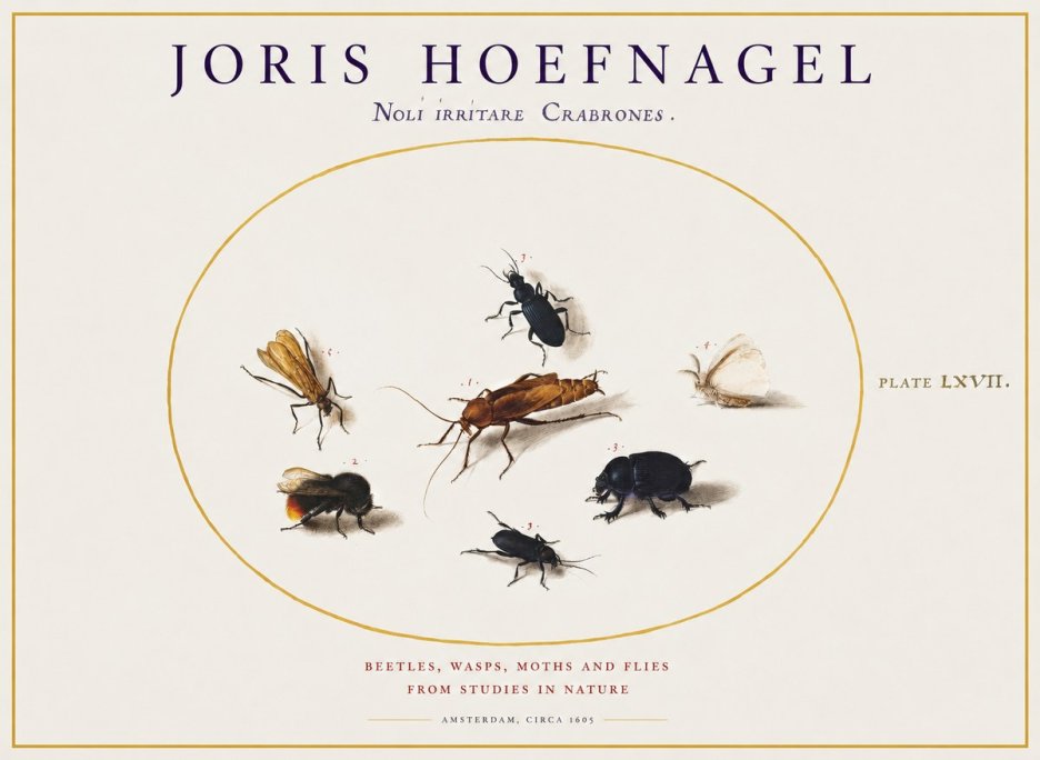 Joris Hoefnagel Scarabeus Aqvilä Qvaerit. No2 - Poster