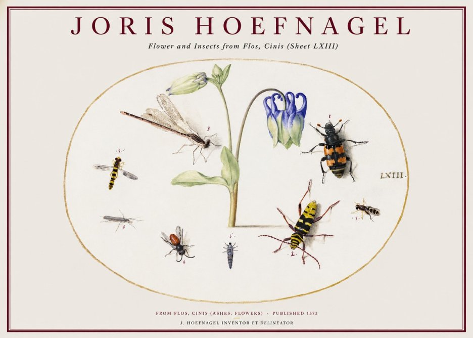 Joris Hoefnagel Insects and a Flower Study No2 - Poster