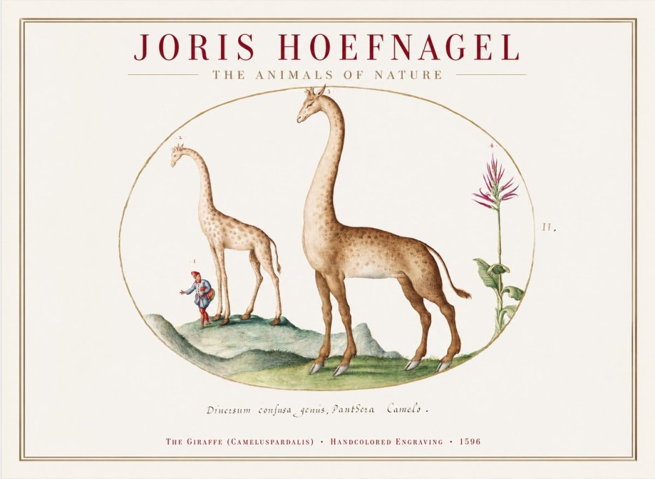 Joris Hoefnagel The Giraffe (Cameluspardalis) No1 - Poster
