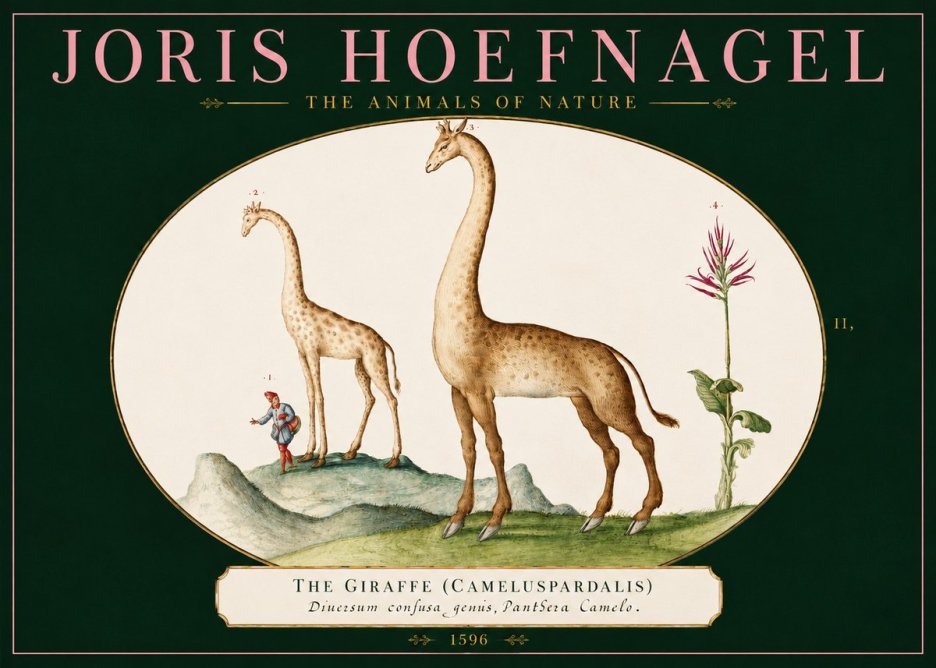 Joris Hoefnagel The Giraffe (Cameluspardalis) No2 - Poster