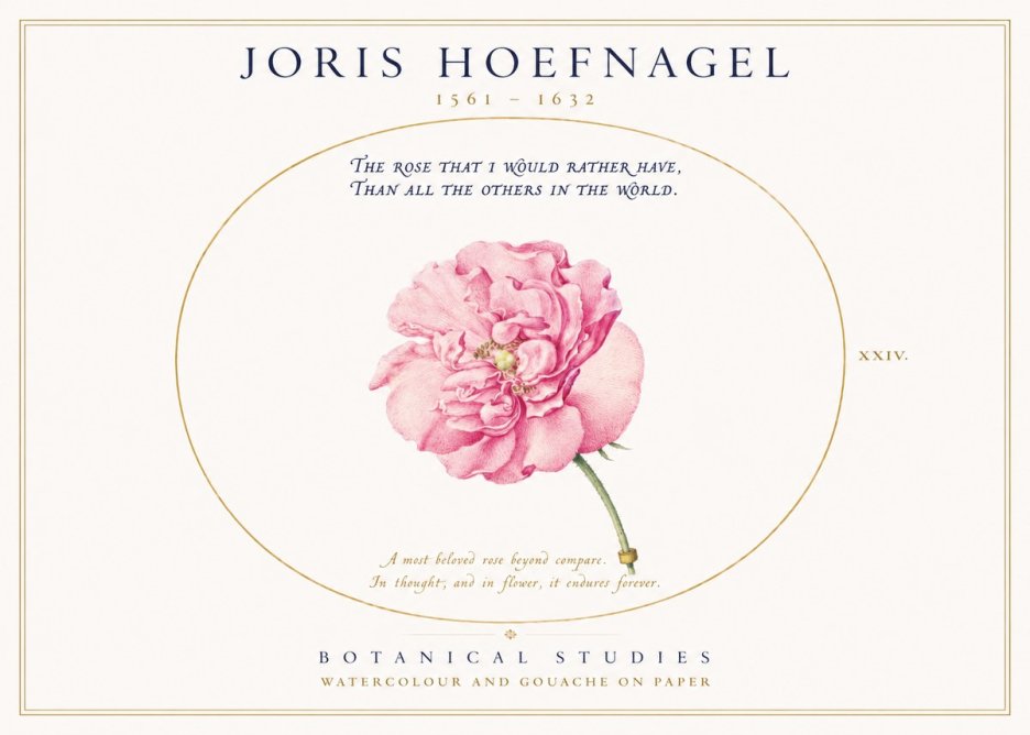 Joris Hoefnagel A Pink Damask Rose No3 - Poster