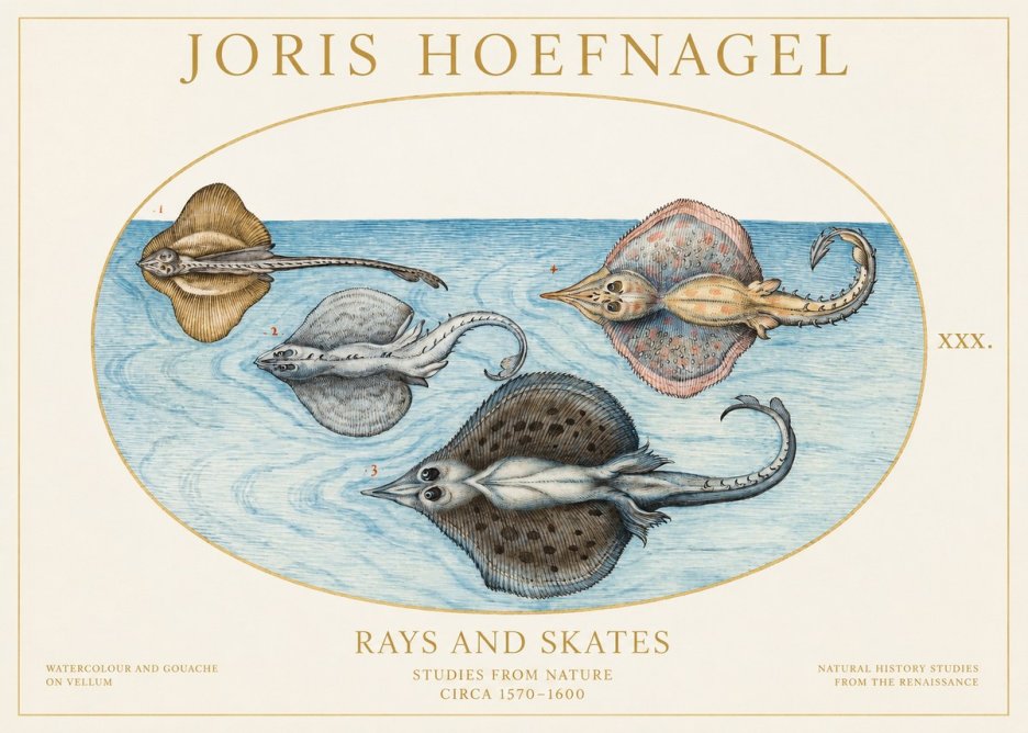 Joris Hoefnagel Rays and Skates No1 - Poster