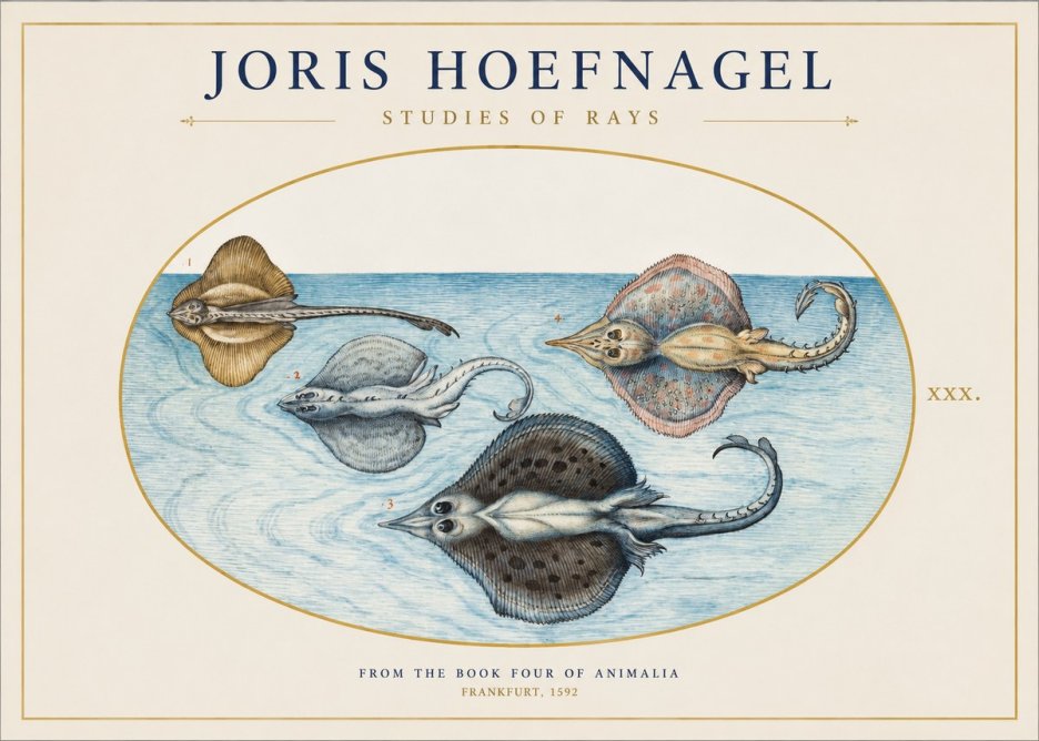 Joris Hoefnagel Rays and Skates No2 - Poster