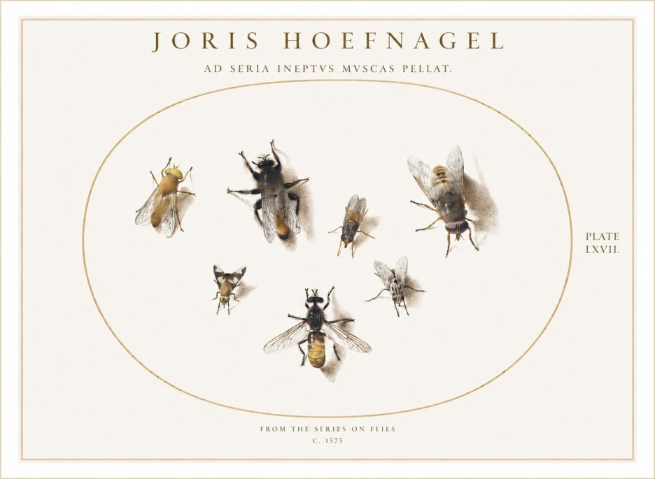 Joris Hoefnagel From the Series on Flies - Plate Lxvii. No1 - Poster