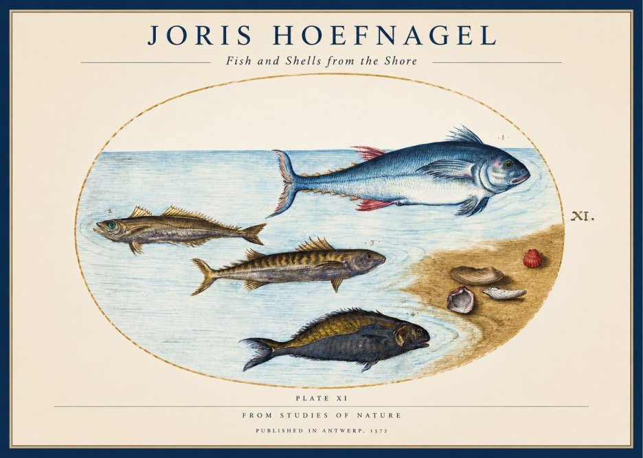 Joris Hoefnagel Fish and Shells from the Shore No1 - Poster