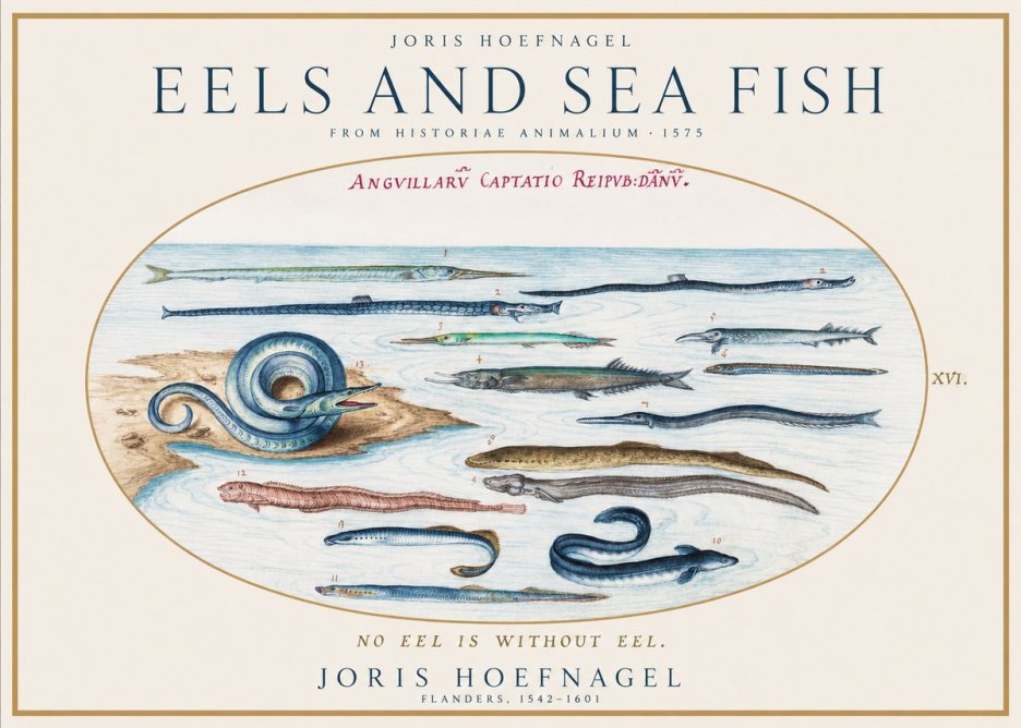 Joris Hoefnagel Eels and Sea Fish No1 - Poster