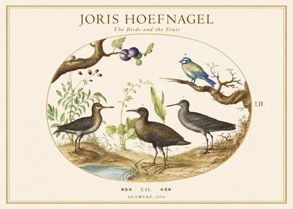 Joris Hoefnagel The Birds and the Fruit No1 - Poster