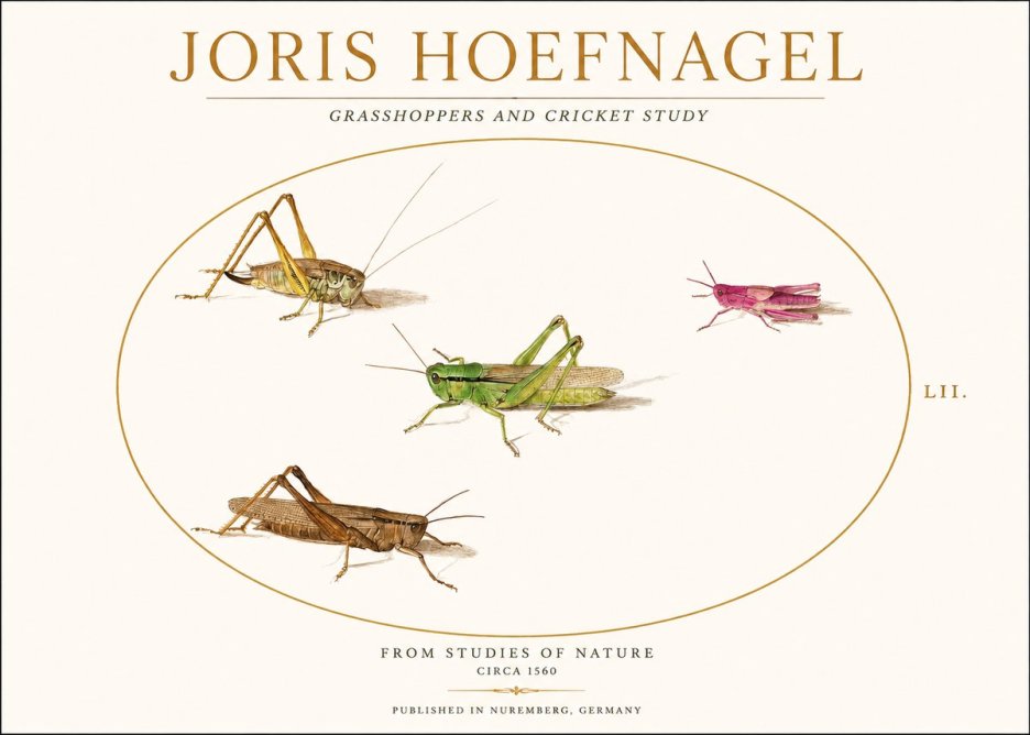 Joris Hoefnagel Three Grasshoppers and a Locust No2 - Poster