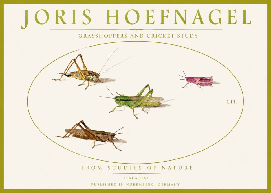 Joris Hoefnagel Three Grasshoppers and a Locust No5 - Poster
