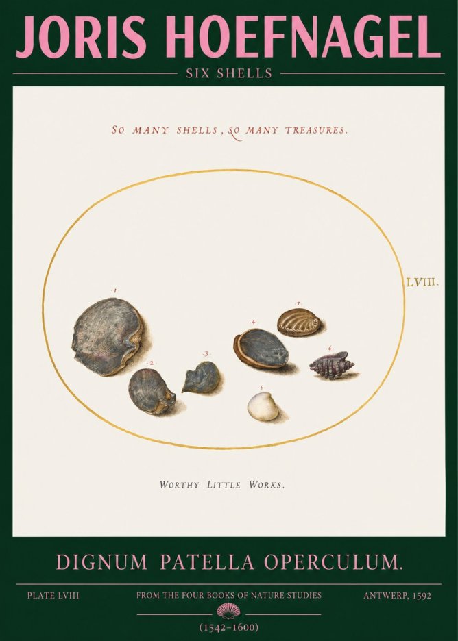Joris Hoefnagel Six Shells No2 - Poster
