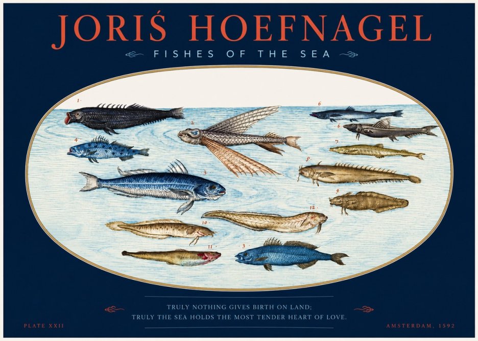 Joris Hoefnagel Fishes of the Sea I No2 - Poster