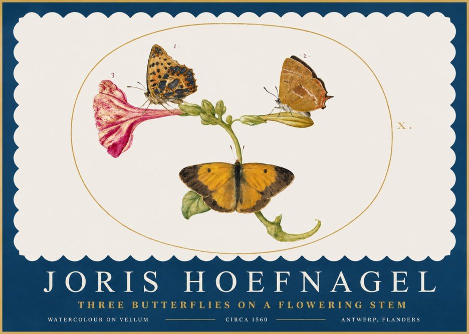 Joris Hoefnagel Three Butterflies on a Flowering Stem No2 - Poster