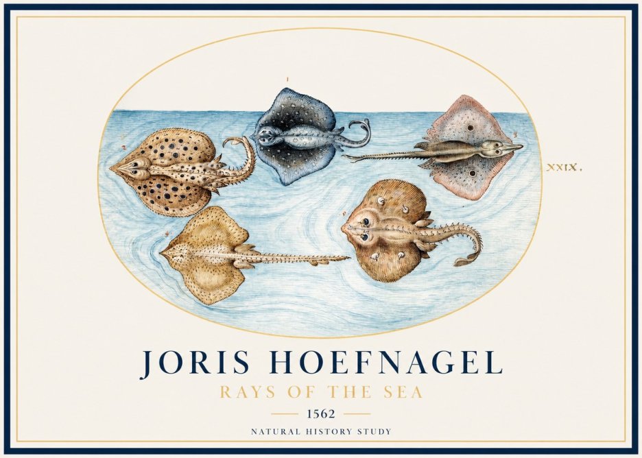 Joris Hoefnagel Rays of the Sea No1 - Poster